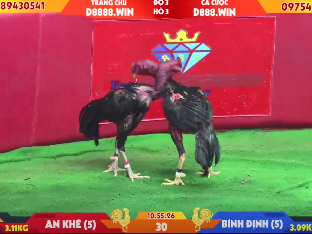 Hướng dẫn tham gia đá gà c1